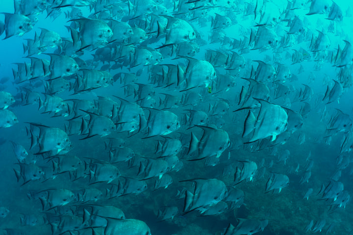 RAS Private Dive Guide