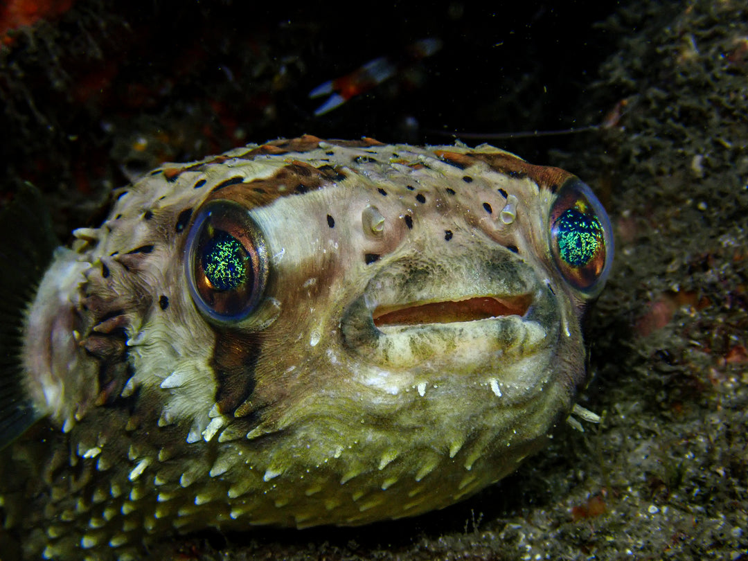 RAS Private Dive Guide