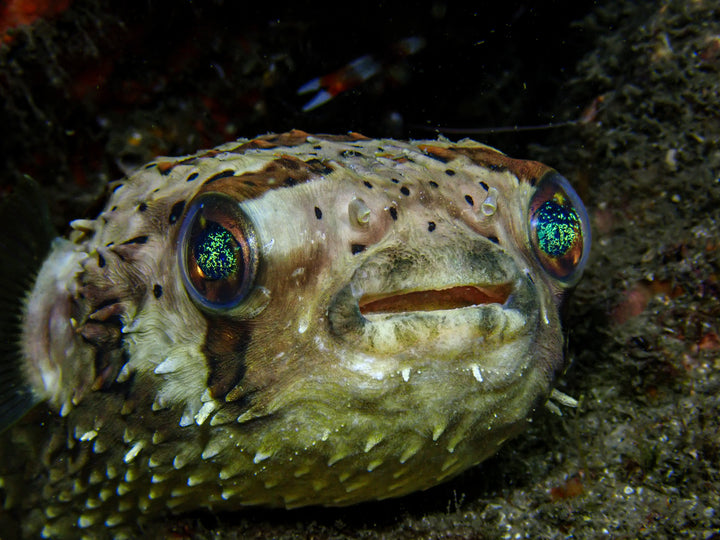 RAS Private Dive Guide
