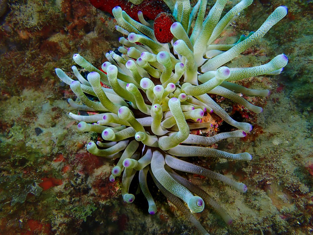 RAS Private Dive Guide