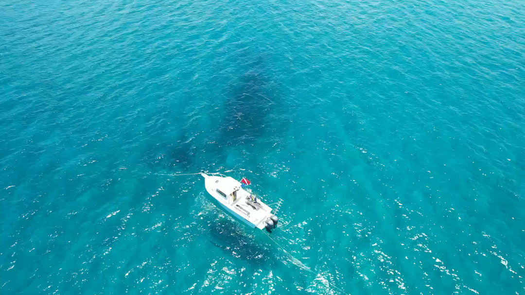 RAS Dive Boat (Group)
