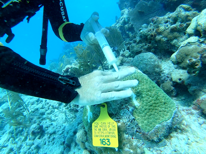 Scientific Diver Certification